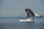 Buckelwal / Humpback Whale (Megaptera novaeangliae)