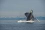 Buckelwal / Humpback Whale (Megaptera novaeangliae)