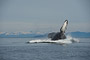 Buckelwal / Humpback Whale (Megaptera novaeangliae)