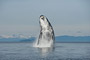 Buckelwal / Humpback Whale (Megaptera novaeangliae)