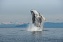 Buckelwal / Humpback Whale (Megaptera novaeangliae)