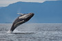 Buckelwal / Humpback Whale (Megaptera novaeangliae)