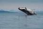 Buckelwal / Humpback Whale (Megaptera novaeangliae)