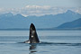 Buckelwal / Humpback Whale (Megaptera novaeangliae)