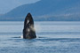 Buckelwal / Humpback Whale (Megaptera novaeangliae)