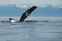 Buckelwal / Humpback Whale (Megaptera novaeangliae)