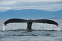 Buckelwal / Humpback Whale (Megaptera novaeangliae)