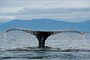 Buckelwal / Humpback Whale (Megaptera novaeangliae)