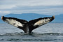 Buckelwal / Humpback Whale (Megaptera novaeangliae)