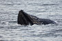 Buckelwal / Humpback Whale (Megaptera novaeangliae)