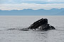 Buckelwal / Humpback Whale (Megaptera novaeangliae)