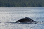 Buckelwal / Humpback Whale (Megaptera novaeangliae)