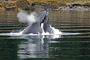 Buckelwal / Humpback Whale (Megaptera novaeangliae)