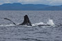 Buckelwal / Humpback Whale (Megaptera novaeangliae)