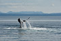 Buckelwal / Humpback Whale (Megaptera novaeangliae)