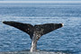 Buckelwal / Humpback Whale (Megaptera novaeangliae)