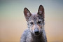 Wolfswelpe / Wolf Pup