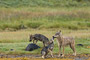 Wölfin mit Welpen / Female Wolf with Pups