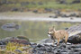 Wölfin fängt Buckellachs / Female Wolf catching Pink Salmon