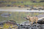 Wölfin fängt Buckellachs / Female Wolf catching Pink Salmon