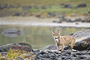 Wölfin fängt Buckellachs / Female Wolf catching Pink Salmon