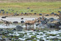 Wolfsrudel auf Lachsfang / Wolf Pack catching Salmon