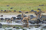 Wolfsrudel auf Lachsfang / Wolf Pack catching Salmon