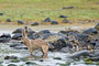 Wolfsrudel auf Lachsfang / Wolf Pack catching Salmon