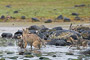 Wolfsrudel auf Lachsfang / Wolf Pack catching Salmon