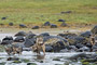 Lehrstunde für die Welpen / Lesson for the Pups