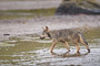 Wolfswelpe / Wolf Pup